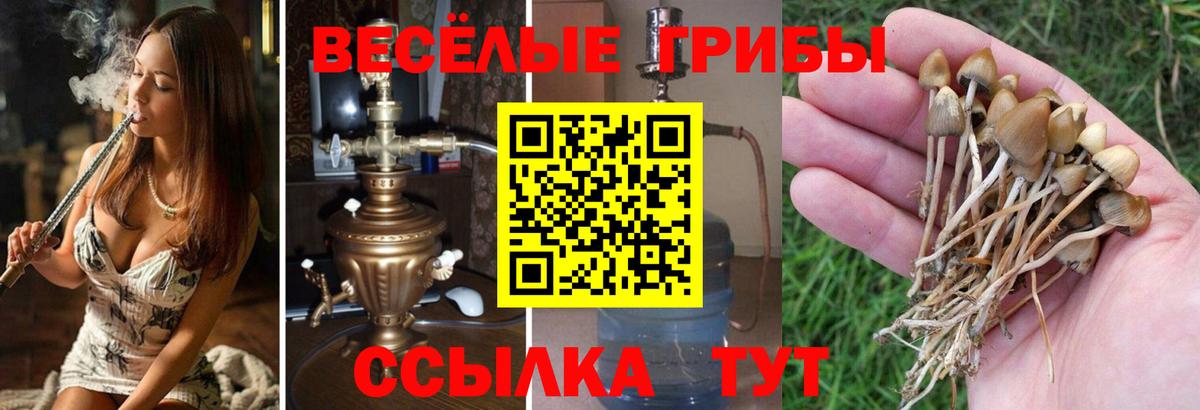 Архангельск  Псилоцибиновые грибы Psilocybine cubensis  Вход с VPN 